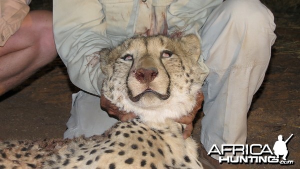 Cheetah head