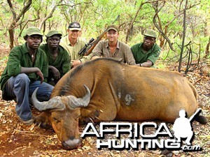 Central African Buffalo