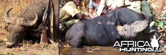 Central African Buffalo