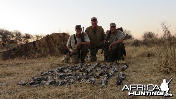 Wingshooting Dove in Namibia