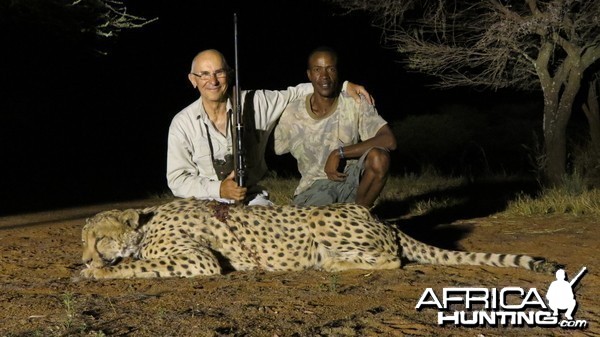 Hunting Cheetah in Namibia