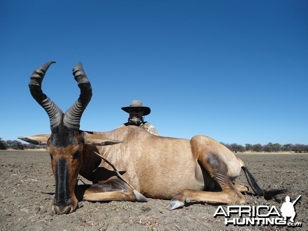 Hunting Red Hartebeest in Namibia