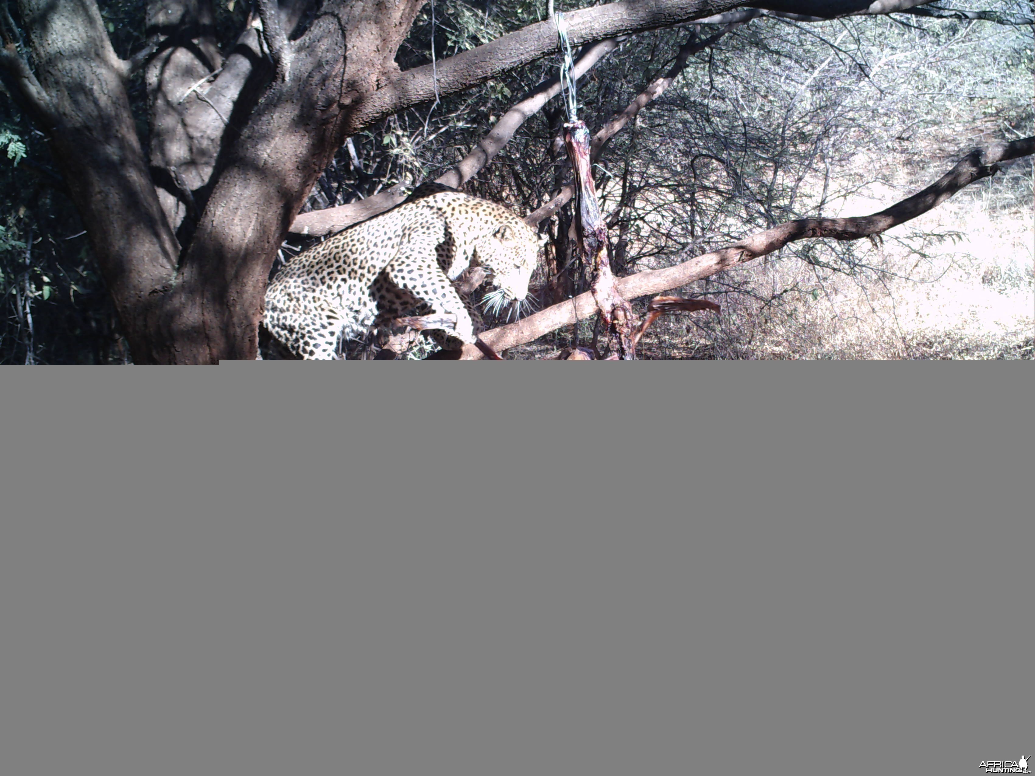 Leopard