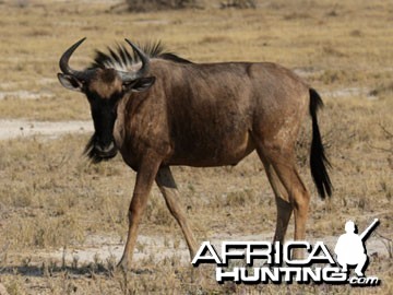 Blue Wildebeest