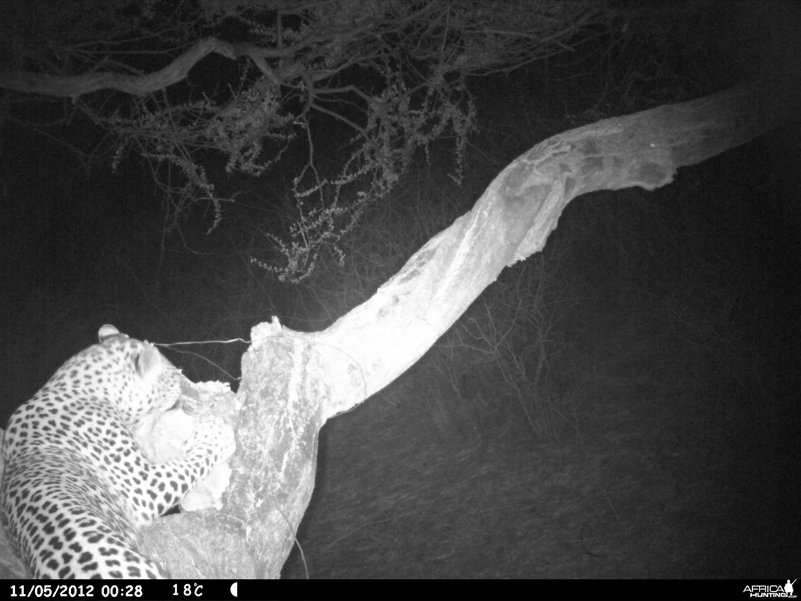 Leopard