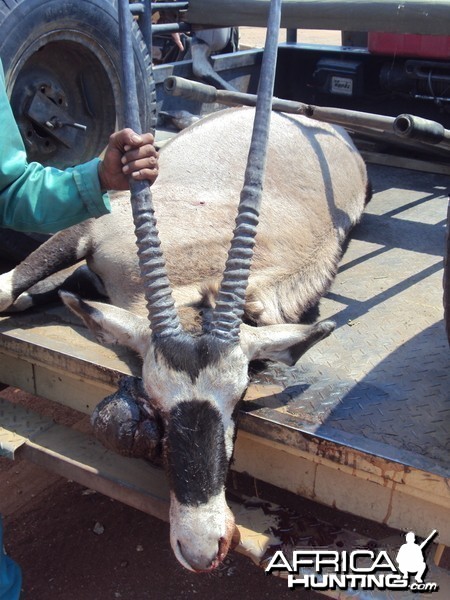 Gemsbok with huge growth on its' face