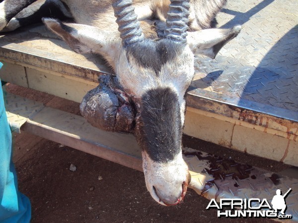 Gemsbok with huge growth on its' face
