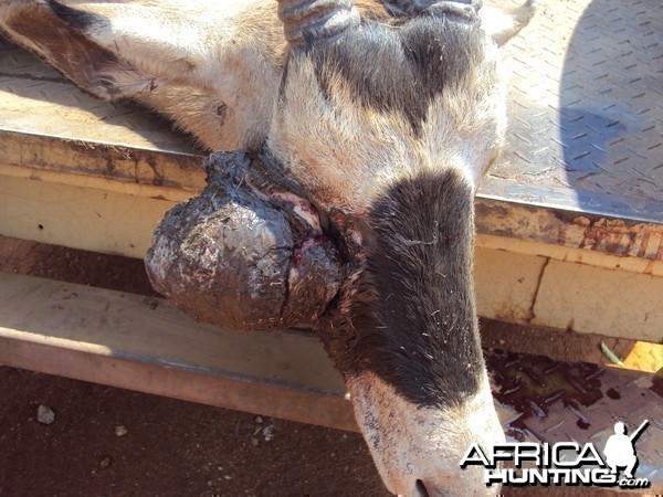 Gemsbok with huge growth on its' face