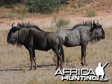 Blue Wildebeest