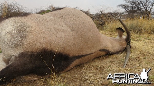 Gemsbok that died fighting!