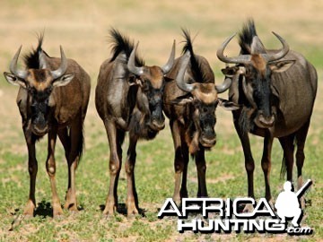 Blue Wildebeest