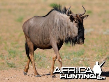 Blue Wildebeest