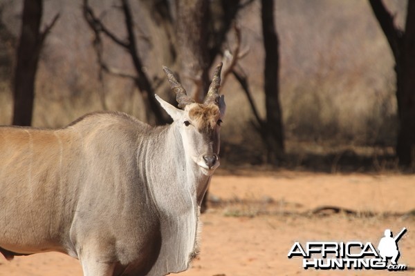 Cape Eland at Waterberg National Park