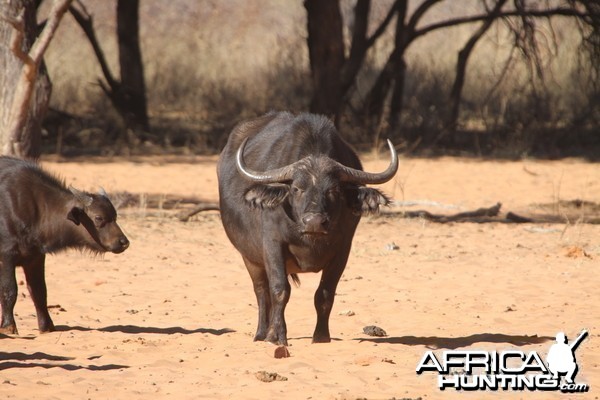 Cape Buffalo at Waterberg National Park Namibia