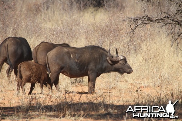 Cape Buffalo at Waterberg National Park Namibia