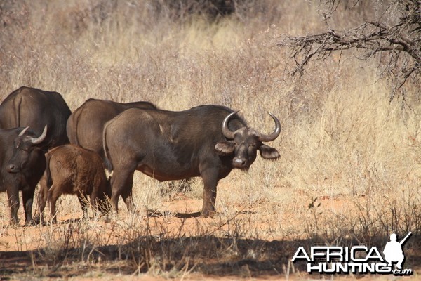 Cape Buffalo at Waterberg National Park Namibia