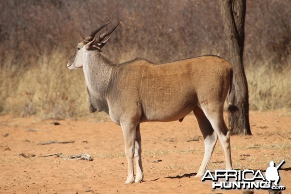 Cape Eland at Waterberg National Park Namibia