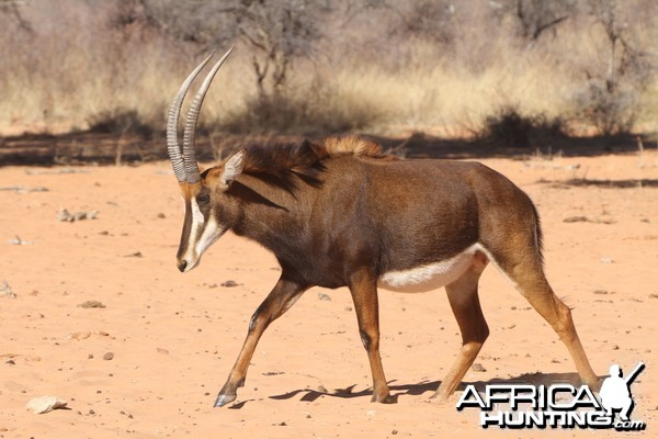 Sable Antelope at Waterberg National Park Namibia