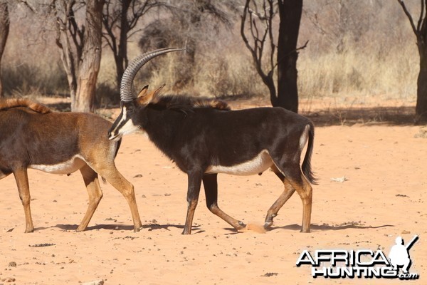 Sable Antelope at Waterberg National Park Namibia