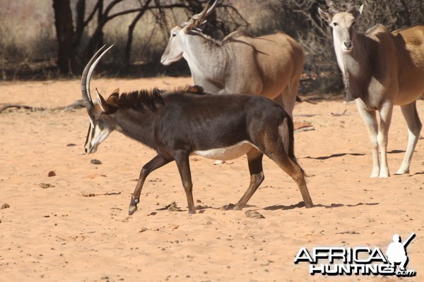 Sable Antelope at Waterberg National Park Namibia