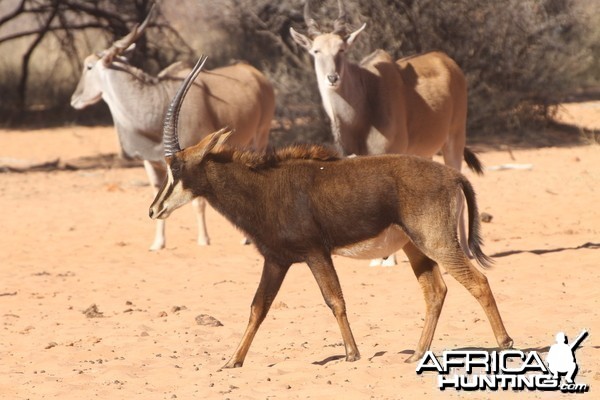 Sable Antelope at Waterberg National Park Namibia