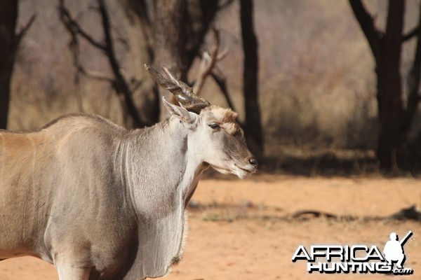 Cape Eland at Waterberg National Park Namibia