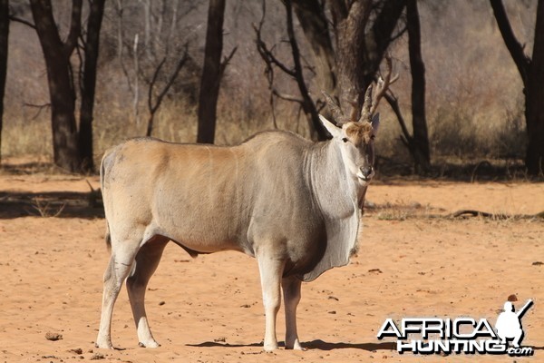 Cape Eland at Waterberg National Park Namibia