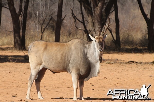 Cape Eland at Waterberg National Park Namibia