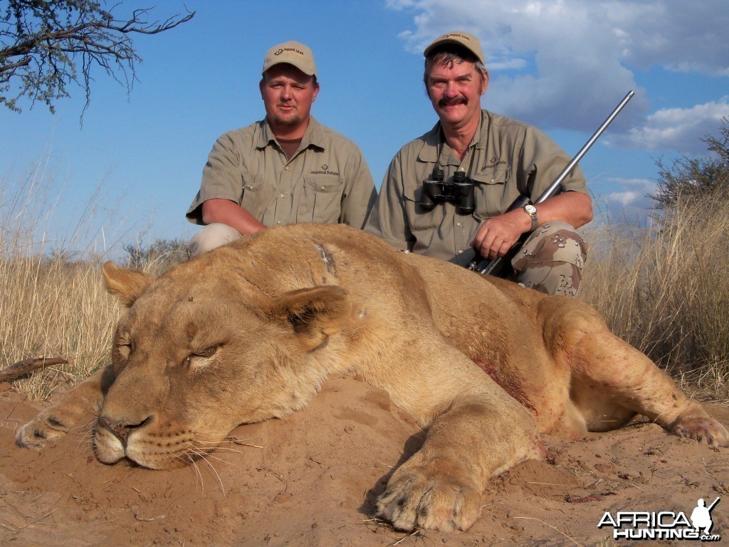 Lioness