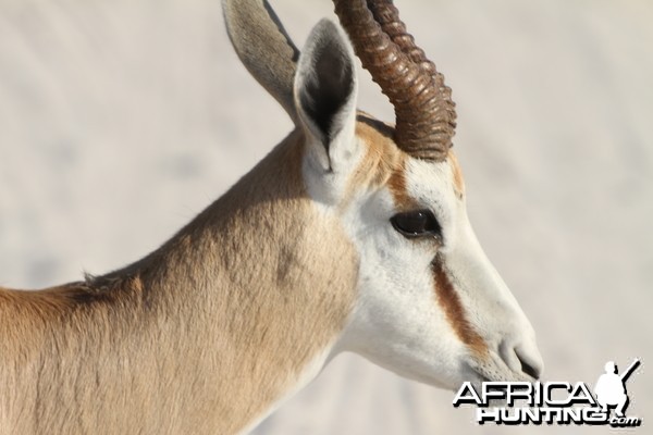 Springbok at Etosha National Park