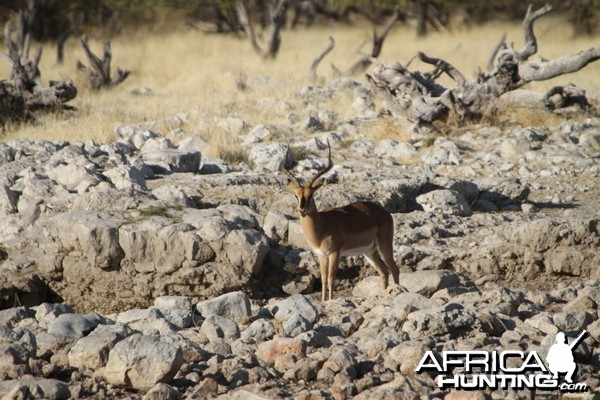 Black-Faced Impala at Etosha National Park