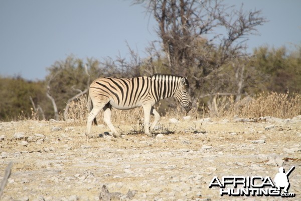 Zebra at Etosha National Park