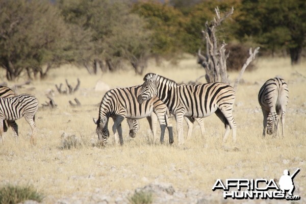Zebra at Etosha National Park