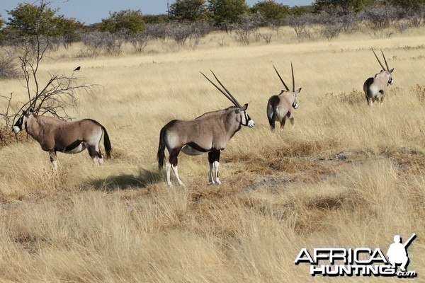 Gemsbok at Etosha National Park