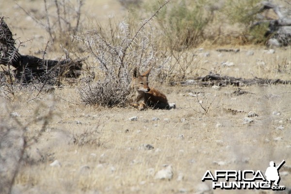 Jackal at Etosha National Park