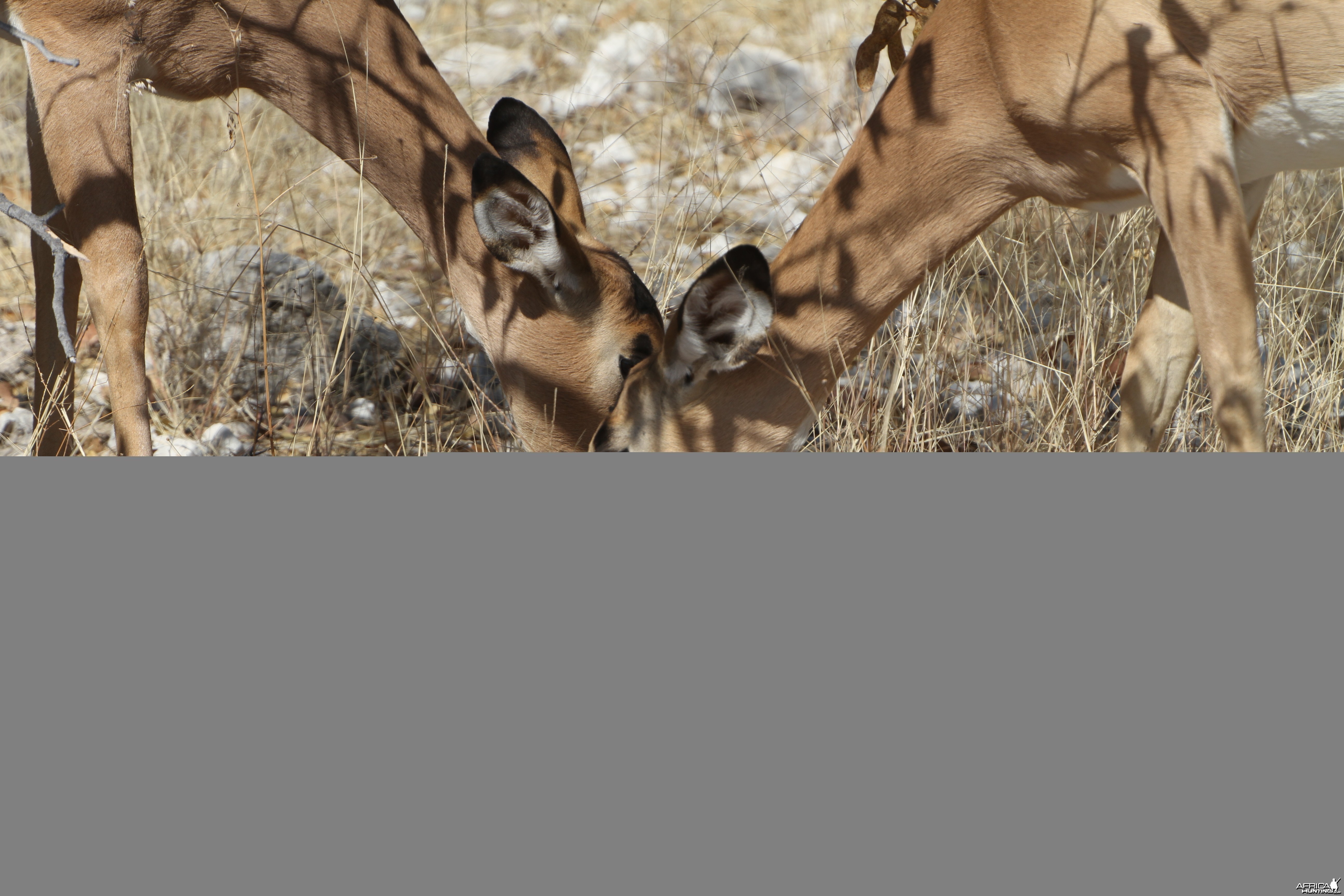 Black-Faced Impala at Etosha National Park