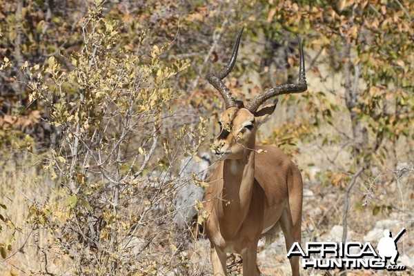 Black-Faced Impala at Etosha National Park