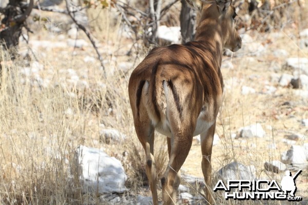 Black-Faced Impala at Etosha National Park