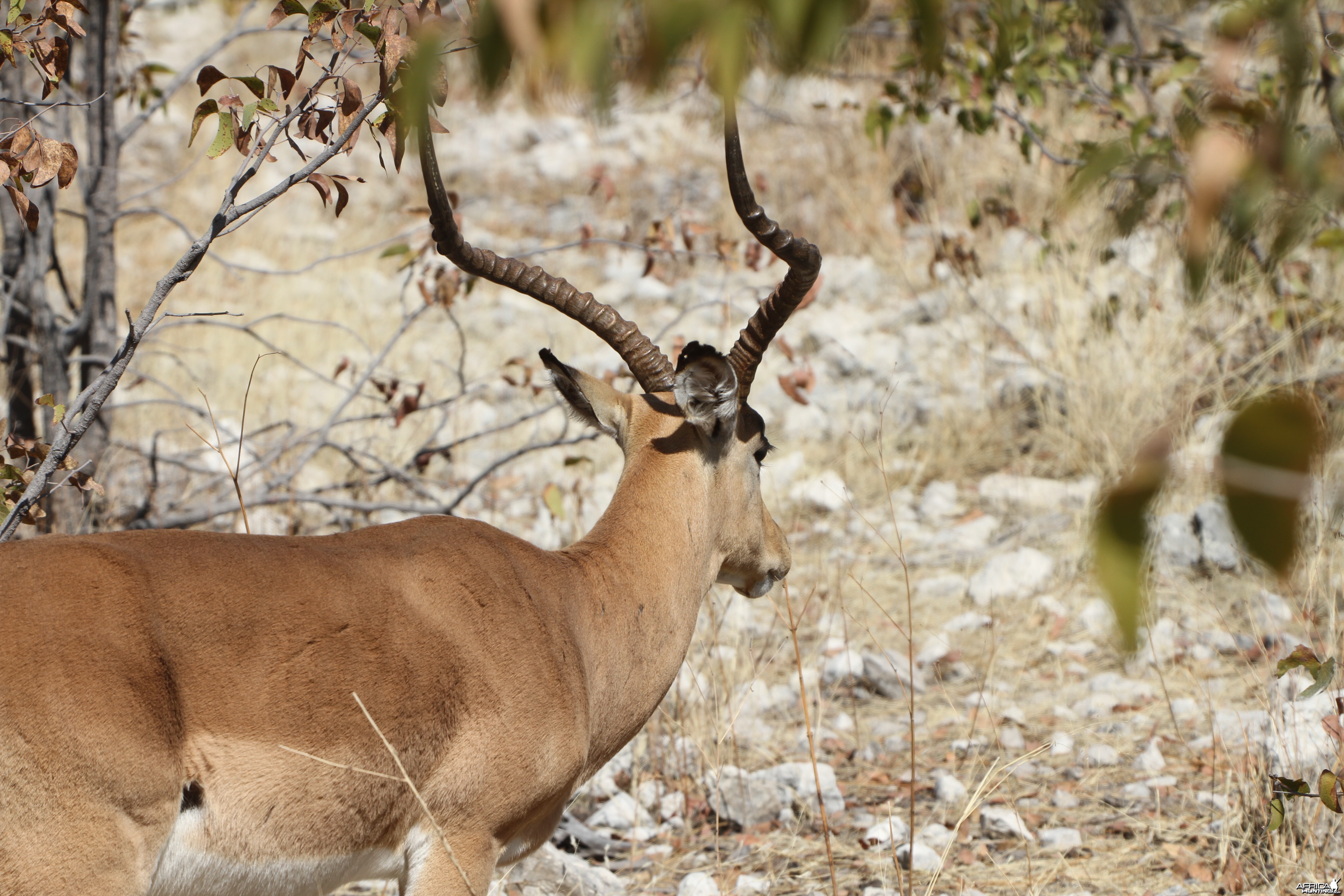 Black-Faced Impala at Etosha National Park