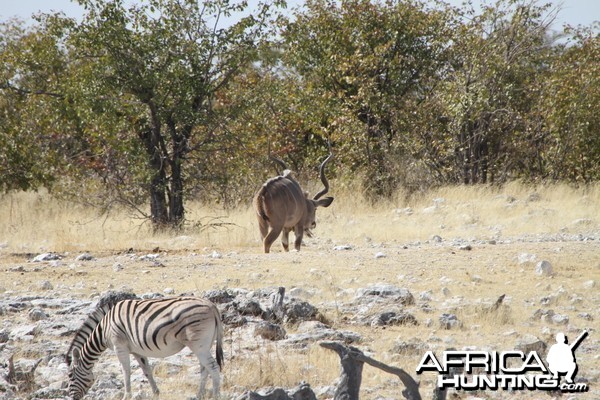 Greater Kudu at Etosha National Park
