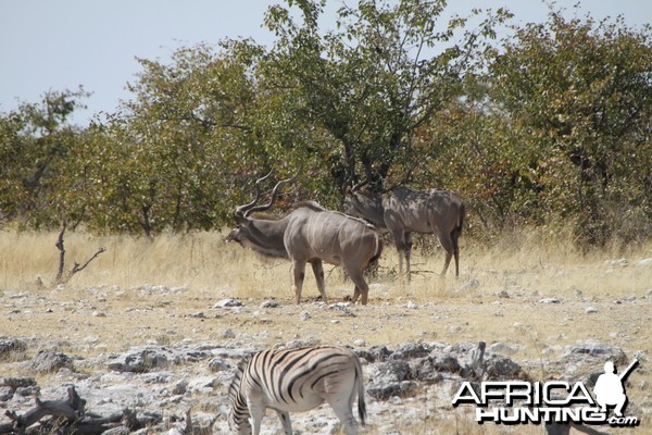 Greater Kudu at Etosha National Park