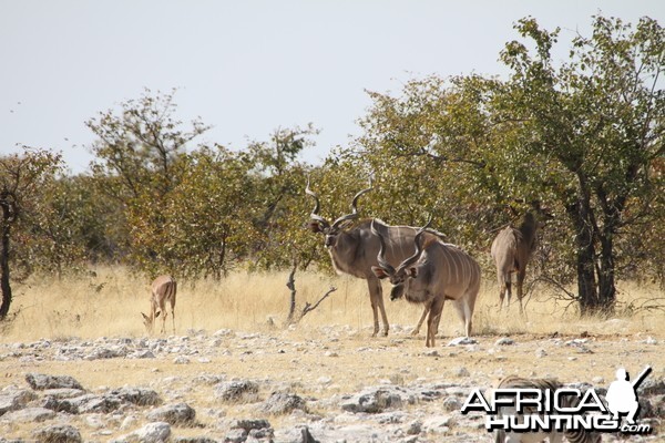 Greater Kudu at Etosha National Park