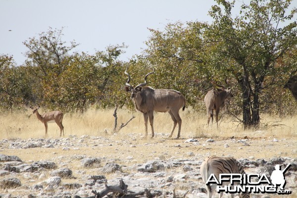 Greater Kudu at Etosha National Park