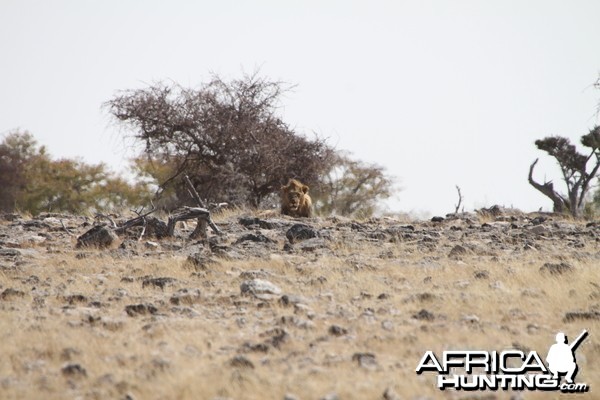 Lion at Etosha National Park