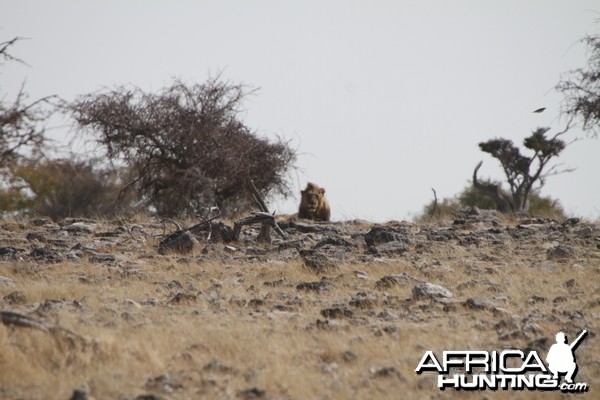 Lion at Etosha National Park