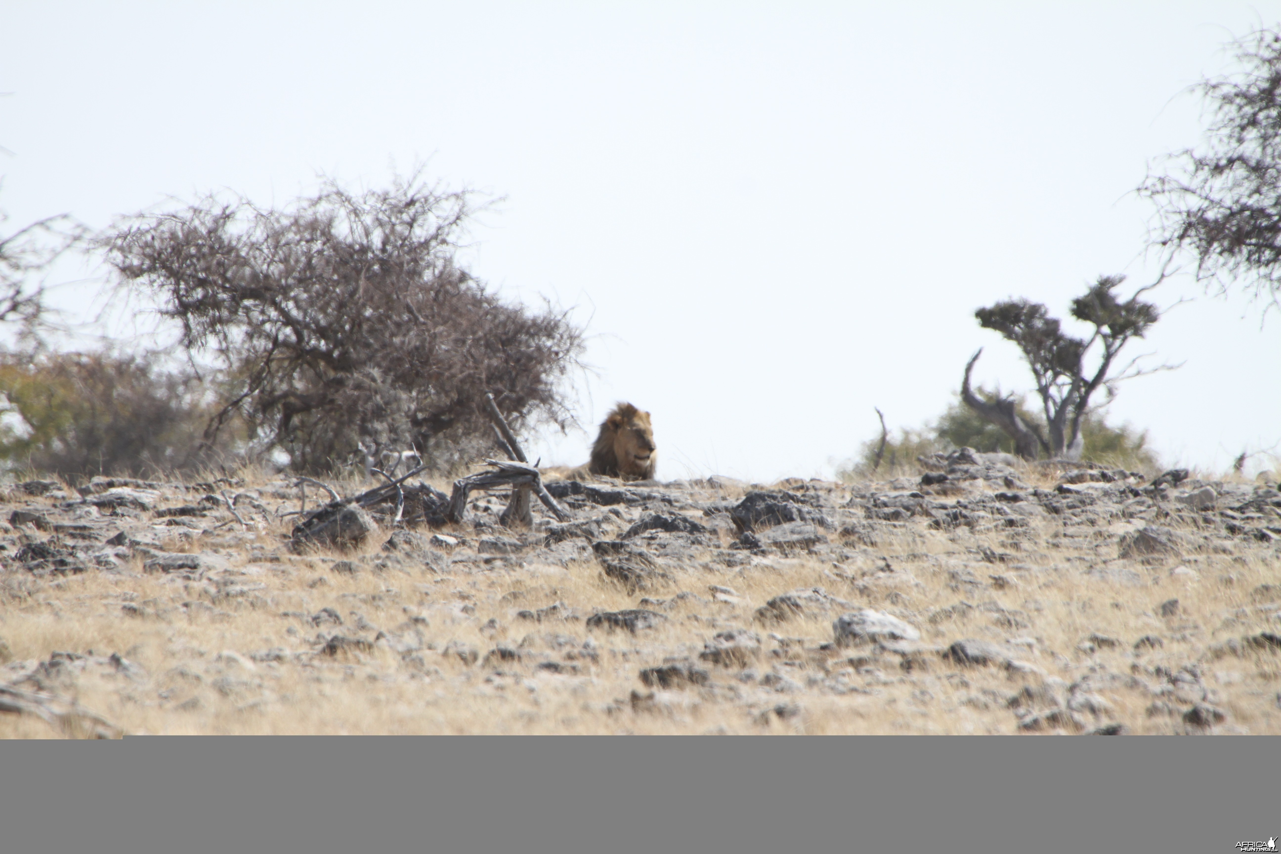 Lion at Elephant at Etosha National Park