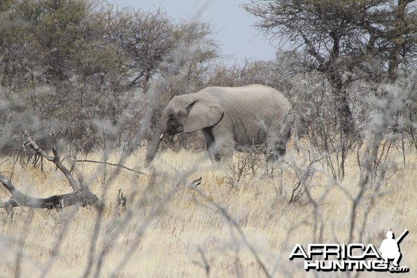 Elephant at Etosha National Park