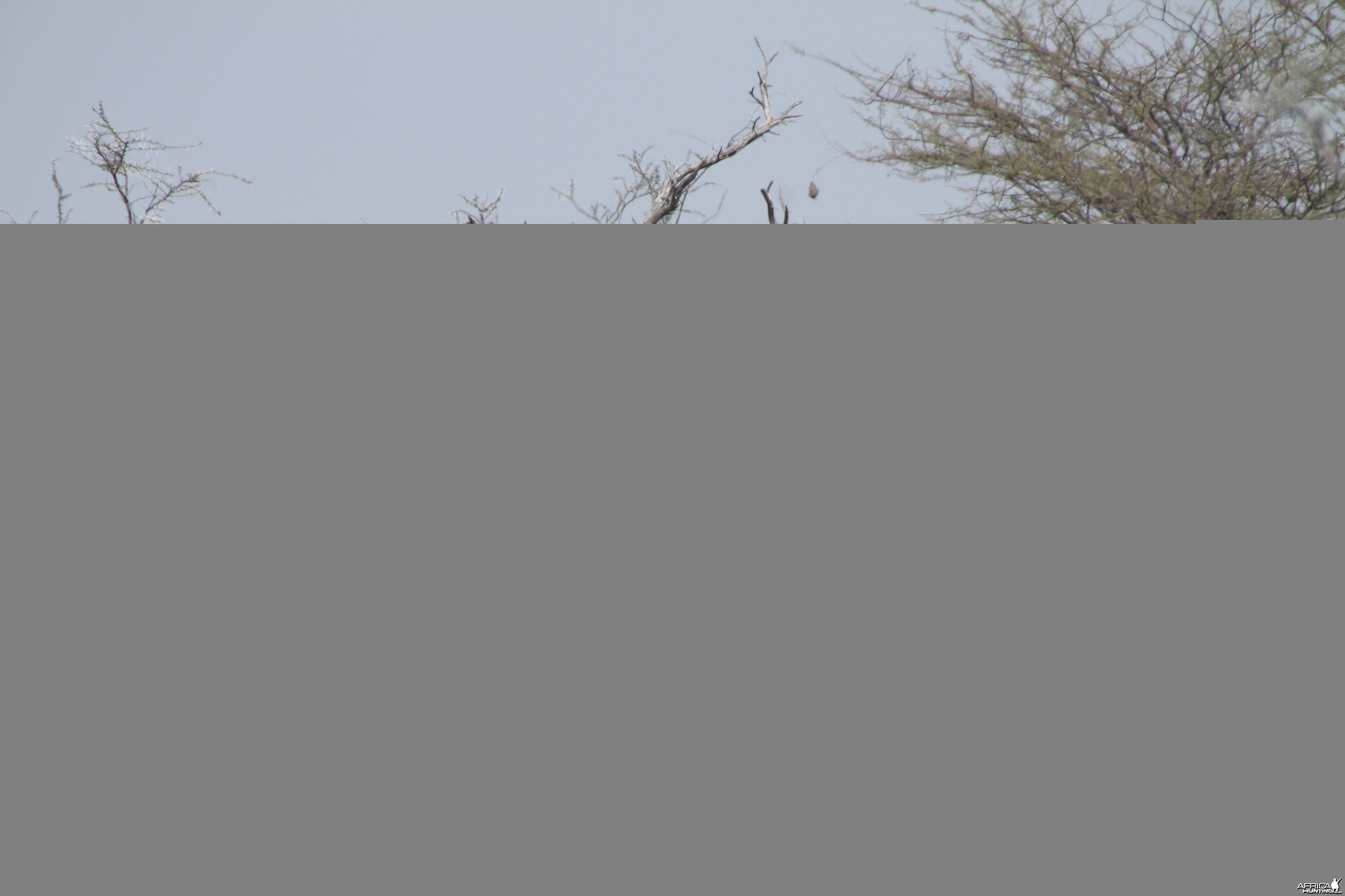 Elephant at Etosha National Park