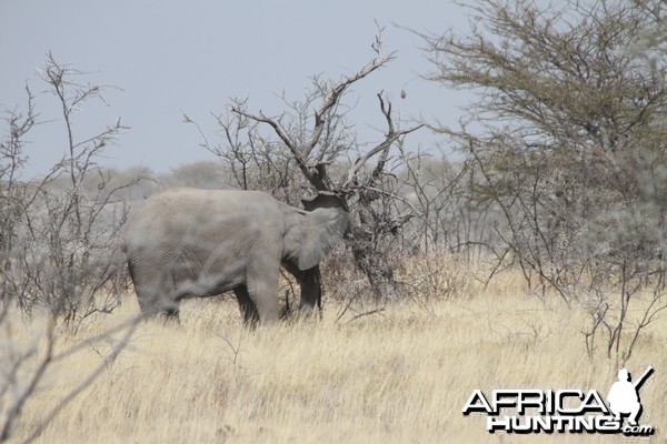 Elephant at Etosha National Park