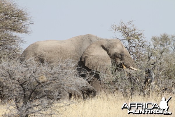 Elephant at Etosha National Park